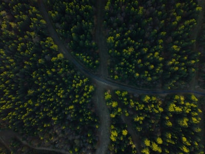 森林道路鸟瞰图